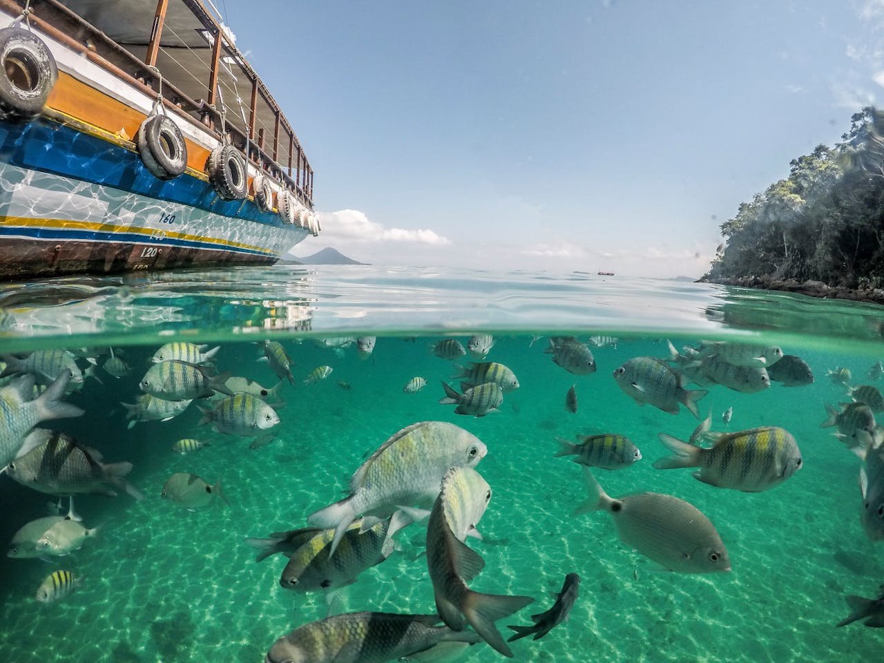 Fish in a Tropical Bay 